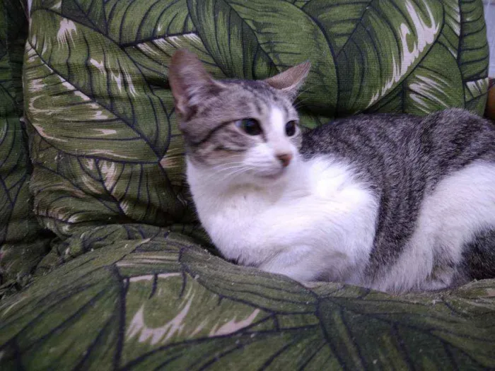 Gato ra a Srd idade Abaixo de 2 meses nome Whats 982391904 cont