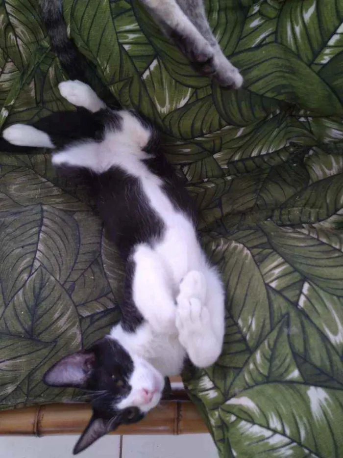 Gato ra a Srd idade Abaixo de 2 meses nome Whats 982391904 cont