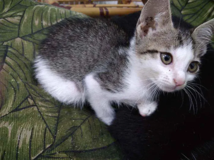 Gato ra a Srd idade Abaixo de 2 meses nome Whats 982391904 cont