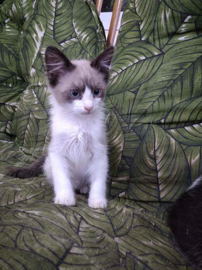 Gato ra a Srd idade Abaixo de 2 meses nome Whats 982391904 cont