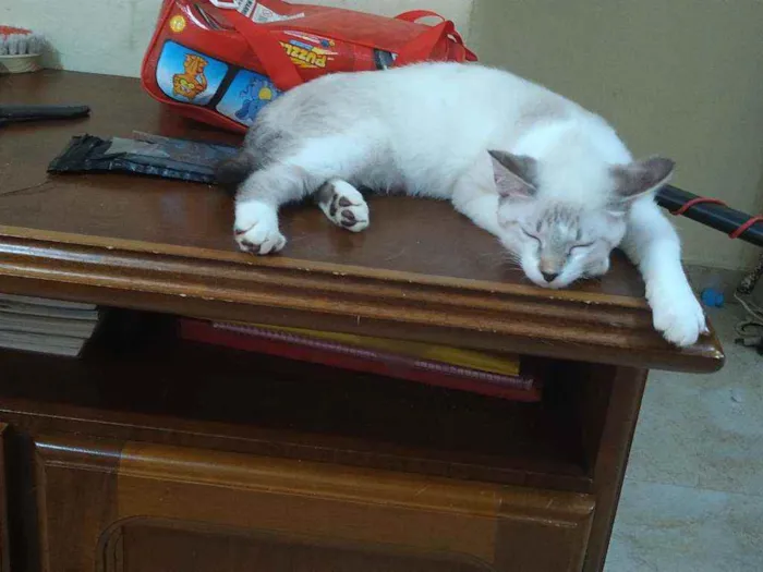 Gato ra a Srd idade Abaixo de 2 meses nome Whats 982391904 cont