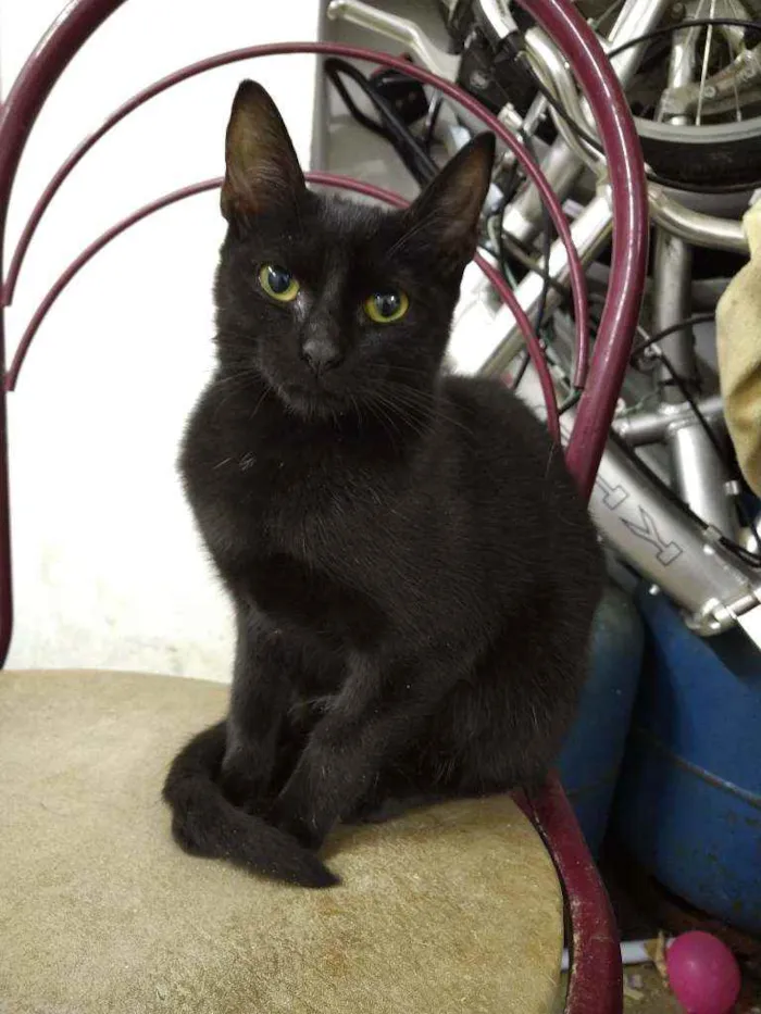 Gato ra a Srd idade Abaixo de 2 meses nome Whats 982391904 cont