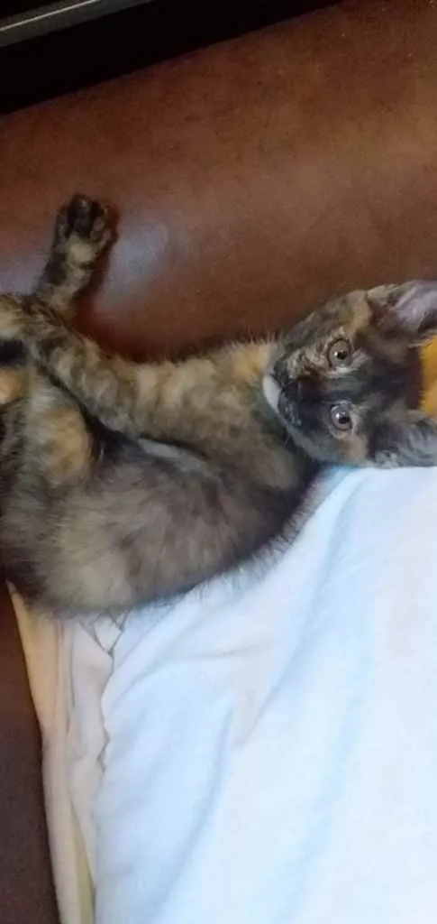 Gato ra a Srd idade Abaixo de 2 meses nome Whats 982391904 cont