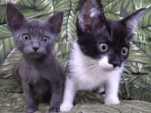 Gato raça Srd idade Abaixo de 2 meses nome Whats 982391904 cont