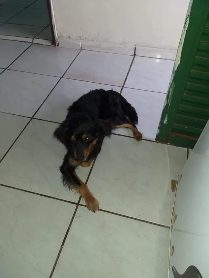 Cachorro ra a SRD-ViraLata idade 6 ou mais anos nome robinho