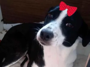 Cachorro raça Mestiça  idade 4 anos nome Belinha 