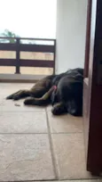Cachorro raça SRD-ViraLata idade 6 ou mais anos nome Pérola