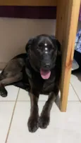 Cachorro raça SRD-ViraLata idade 6 ou mais anos nome Pérola