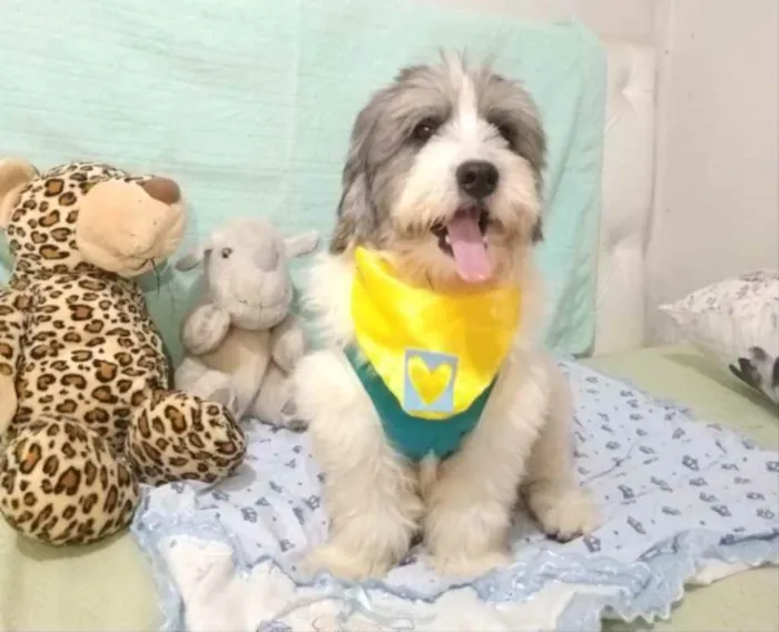Cachorro ra a Shitzu  idade 2 anos nome Floquinho 