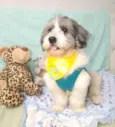 Floquinho 