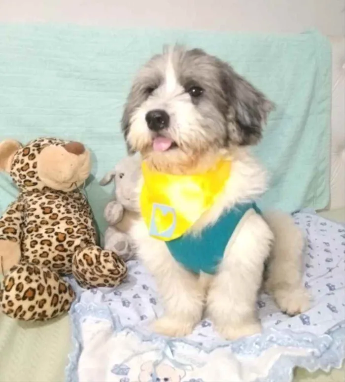 Cachorro ra a Shitzu  idade 2 anos nome Floquinho 