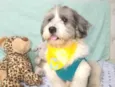 Floquinho 