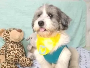 Cachorro raça Shitzu  idade 2 anos nome Floquinho 