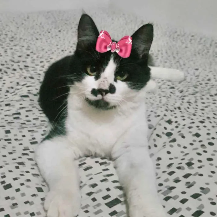 Gato ra a Mestiça  idade 7 a 11 meses nome Nina 