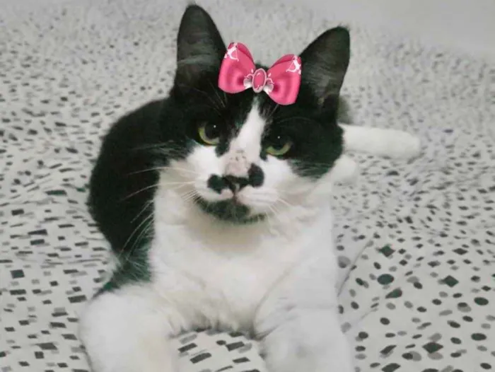 Gato ra a Mestiça  idade 7 a 11 meses nome Nina 