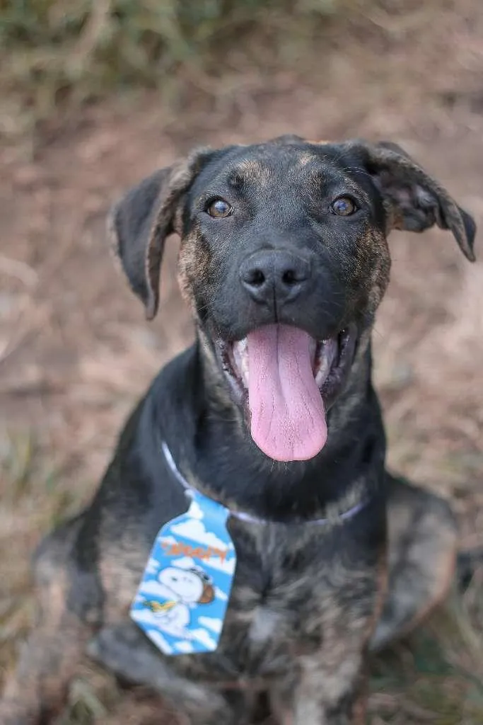 Cachorro ra a SRD idade 2 a 6 meses nome Lemmy