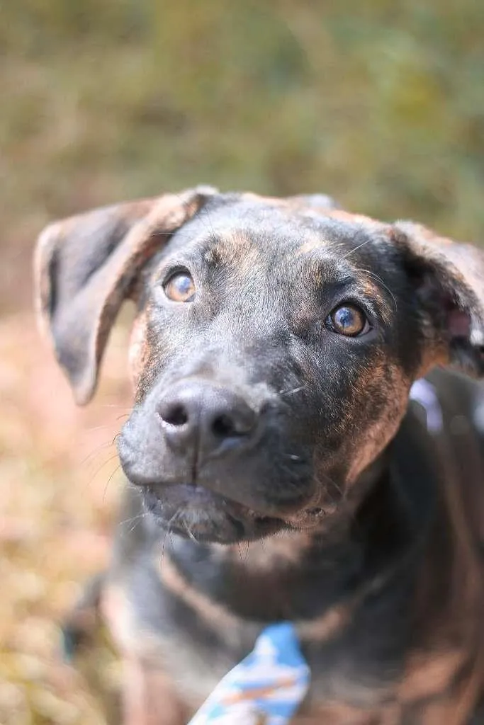 Cachorro ra a SRD idade 2 a 6 meses nome Lemmy