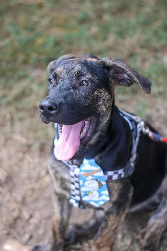 Cachorro ra a SRD idade 2 a 6 meses nome Lemmy