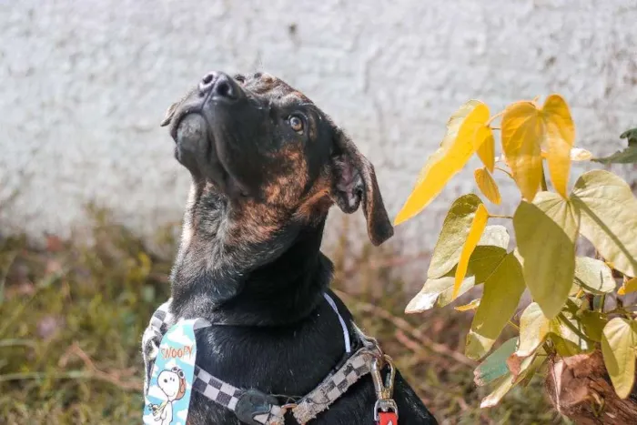 Cachorro ra a SRD idade 2 a 6 meses nome Lemmy