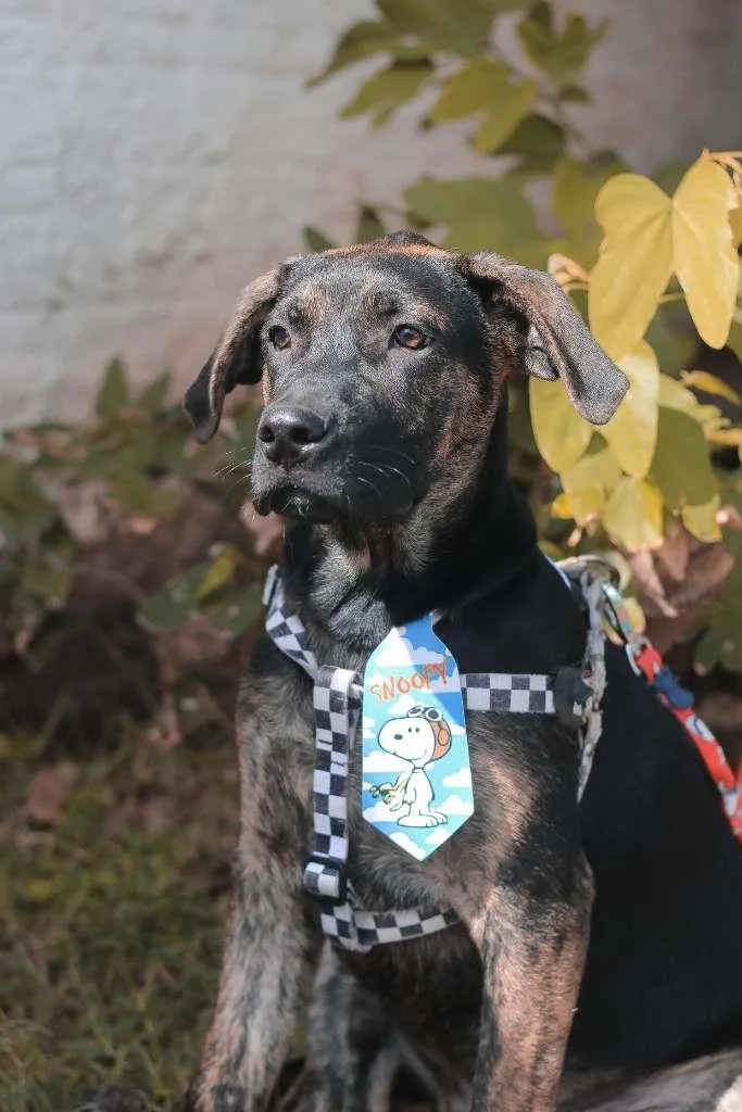 Cachorro ra a SRD idade 2 a 6 meses nome Lemmy