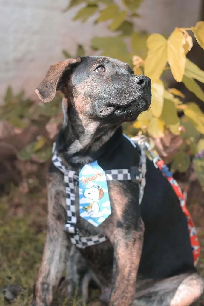 Cachorro ra a SRD idade 2 a 6 meses nome Lemmy