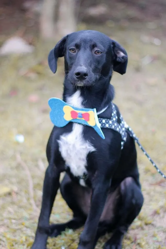 Cachorro ra a srd idade 2 a 6 meses nome Tobias