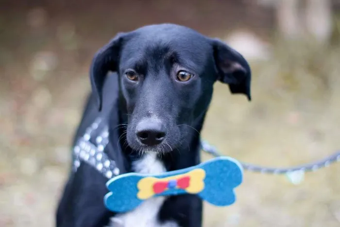 Cachorro ra a srd idade 2 a 6 meses nome Tobias