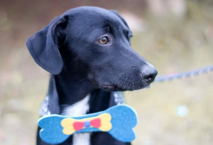 Cachorro ra a srd idade 2 a 6 meses nome Tobias