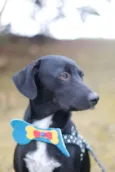 Tobias