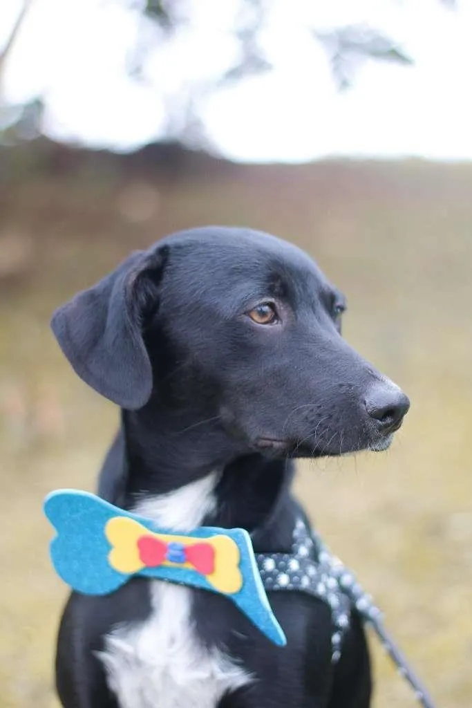 Cachorro ra a srd idade 2 a 6 meses nome Tobias
