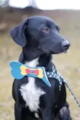 Tobias