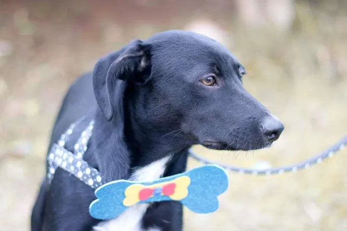 Cachorro ra a srd idade 2 a 6 meses nome Tobias