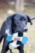 Tobias