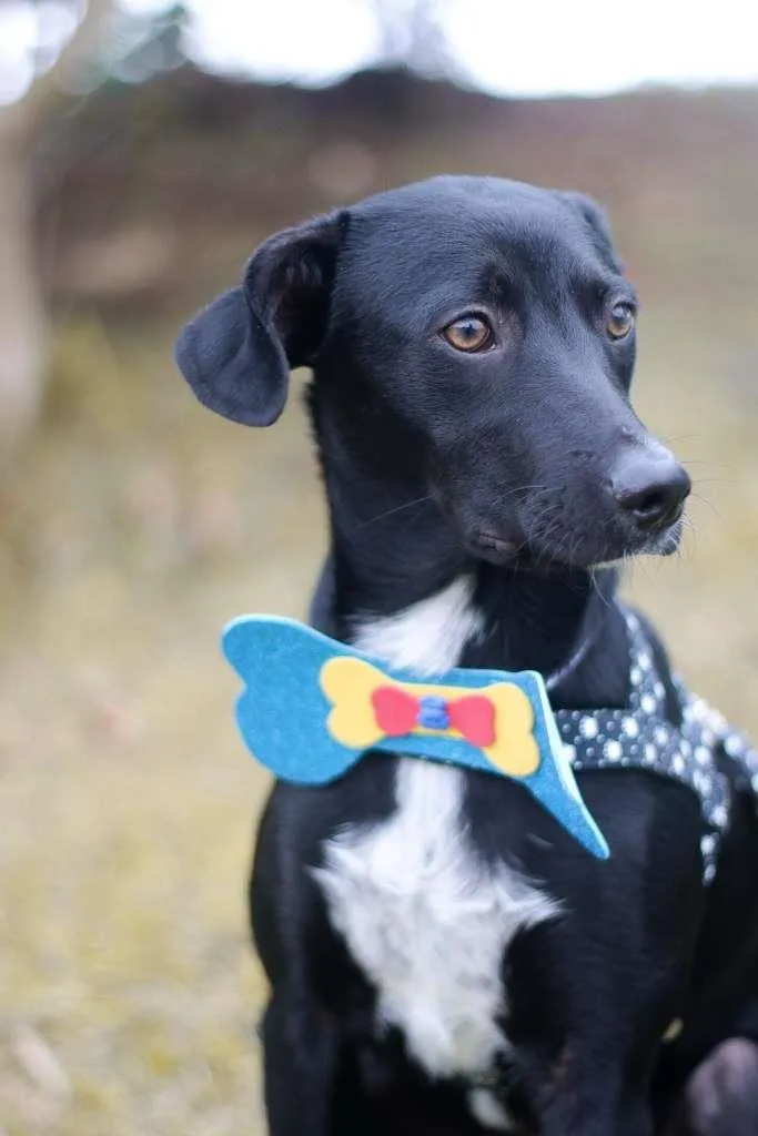 Cachorro ra a srd idade 2 a 6 meses nome Tobias