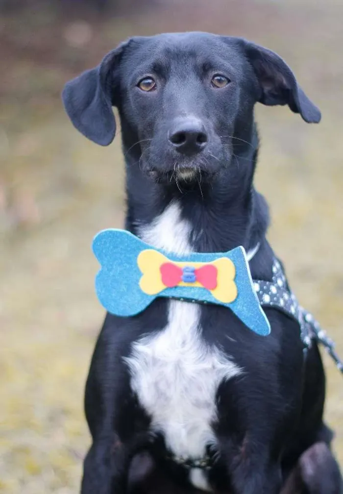 Cachorro ra a srd idade 2 a 6 meses nome Tobias
