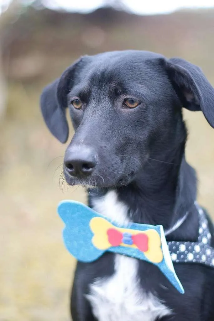 Cachorro ra a srd idade 2 a 6 meses nome Tobias