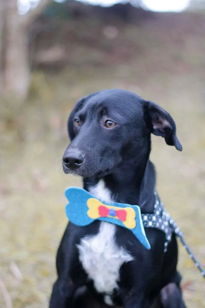 Cachorro ra a srd idade 2 a 6 meses nome Tobias