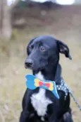 Tobias