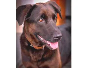 Cachorro raça SRD-ViraLata idade 6 ou mais anos nome Pérola