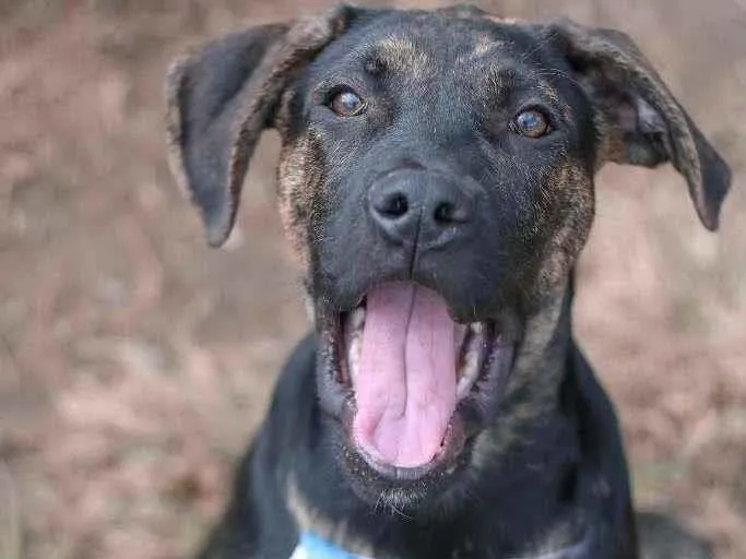 Cachorro ra a SRD idade 2 a 6 meses nome Lemmy