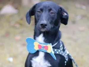 Cachorro raça srd idade 2 a 6 meses nome Tobias