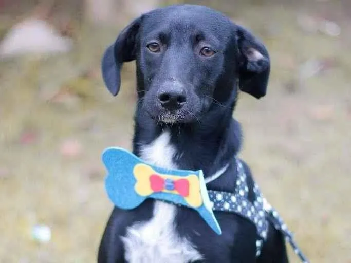 Cachorro ra a srd idade 2 a 6 meses nome Tobias