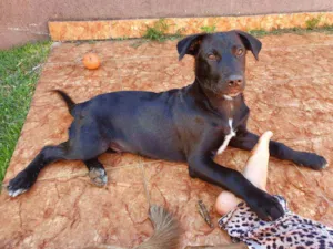 Cachorro raça SRD idade 2 a 6 meses nome BRUCE