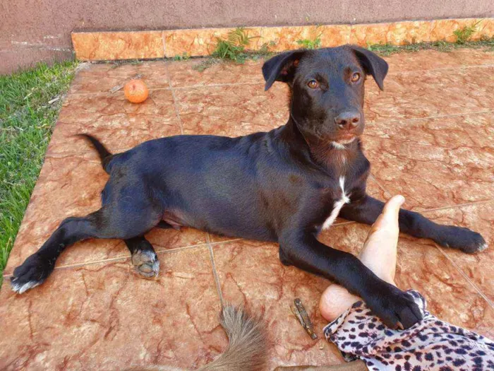 Cachorro ra a SRD idade 2 a 6 meses nome BRUCE