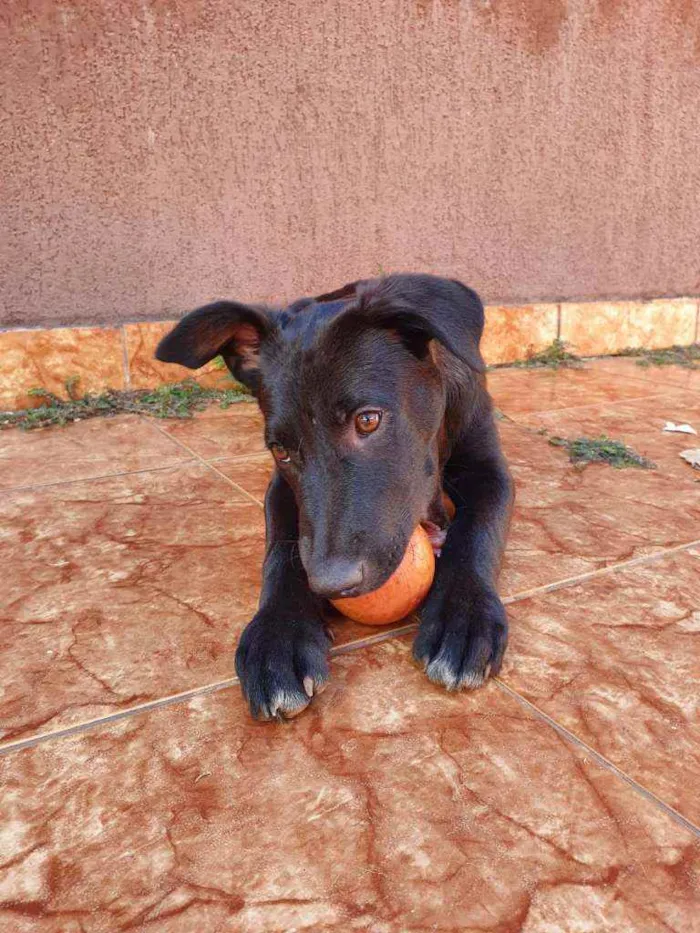Cachorro ra a SRD idade 2 a 6 meses nome BRUCE