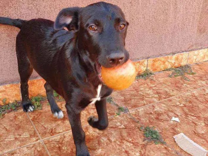 Cachorro ra a SRD idade 2 a 6 meses nome BRUCE