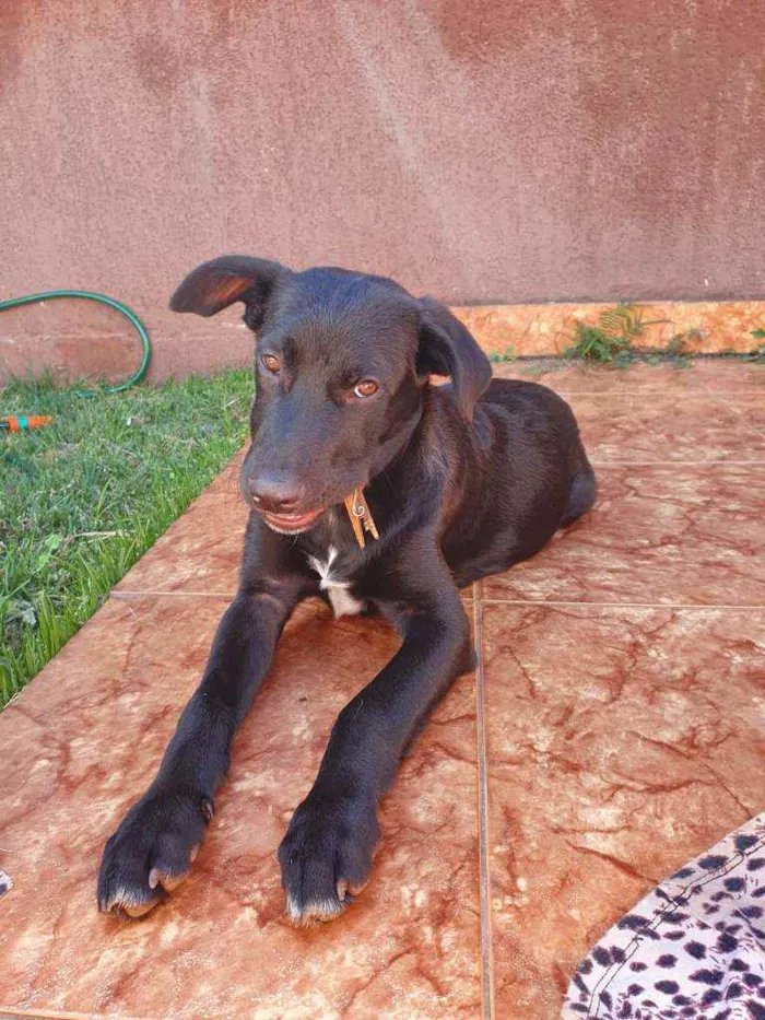 Cachorro ra a SRD idade 2 a 6 meses nome BRUCE