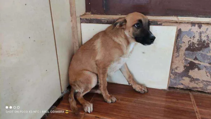 Cachorro ra a SRD idade 7 a 11 meses nome BOB
