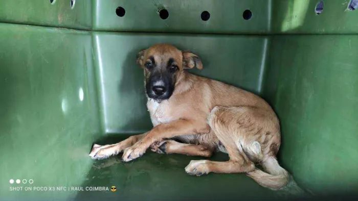 Cachorro ra a SRD idade 7 a 11 meses nome BOB