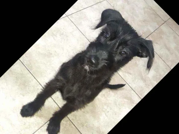 Cachorro ra a Vira-lata idade 2 a 6 meses nome Spike